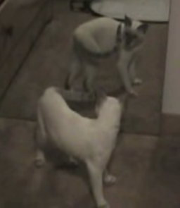 Kitty Goes Mirror Crazy